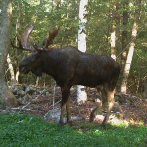 Moose hunting